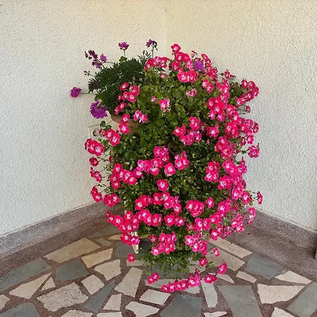 Radulovic アパート