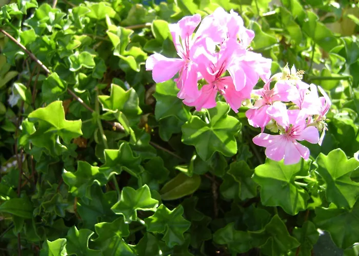 Radulovic ビオグラード・ナ・モル