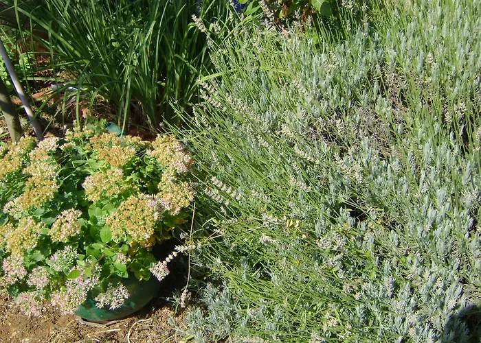 Radulovic ビオグラード・ナ・モル